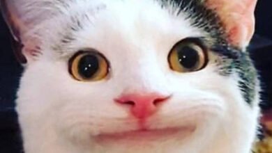 Cat:7y7rxh4mb3g= Beluga