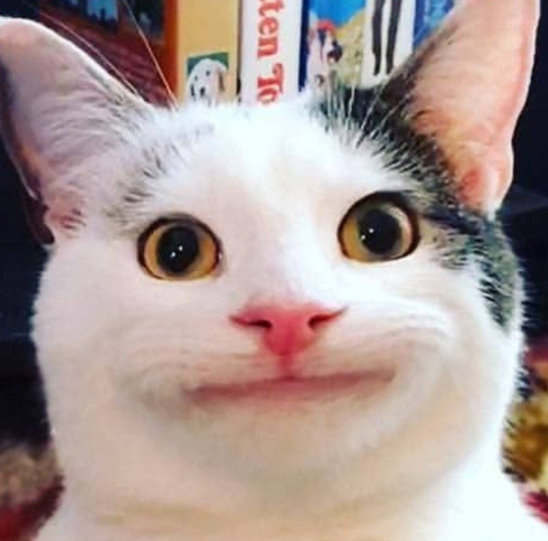 Cat:7y7rxh4mb3g= Beluga